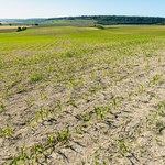 Lipiec najsuchszym miesiącem we Francji od 63 lat. Cały kraj objęty alertem