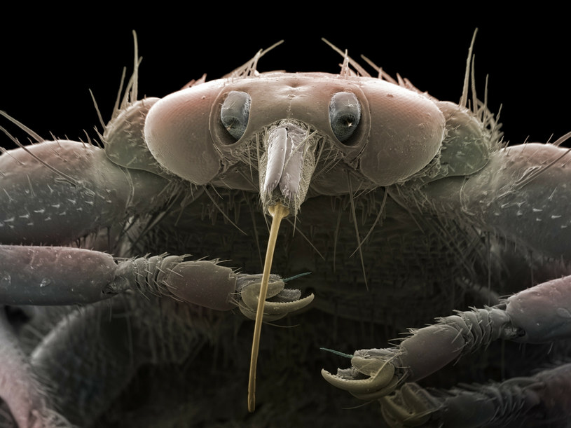 Lipoptena cervi, czyli strzyżak sarni pod mikroskopem /JANNICKE WIIK-NIELSEN/Science Photo Library /East News
