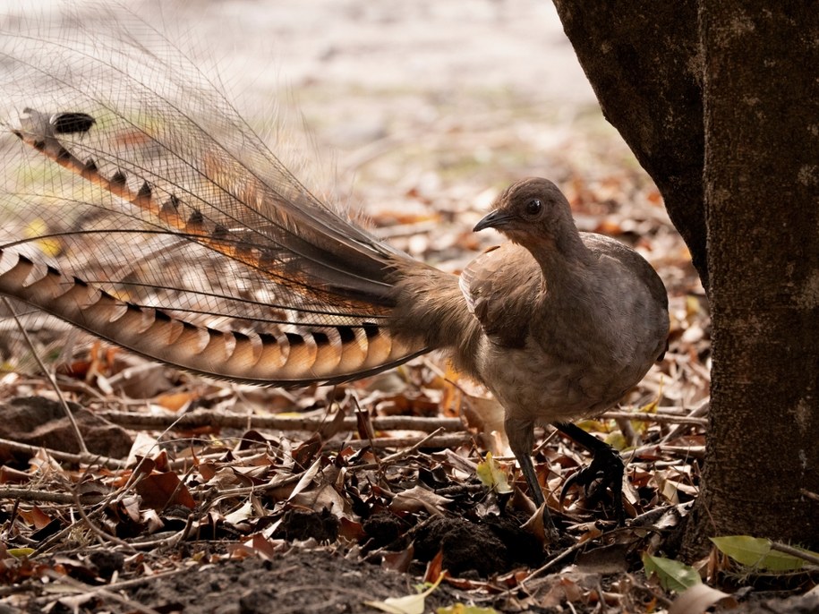 Ptak, który pomaga w zapobieganiu pożarom. Zachowuje się jak bażant