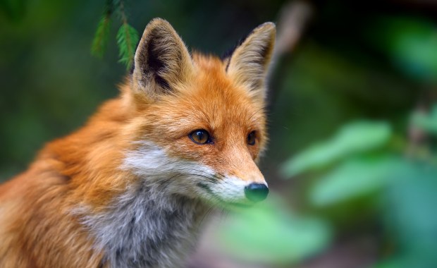 ​Lis imigrant dotarł z Anglii do Nowego Jorku. "Przeszedł przez wiele"