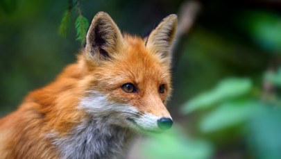 ​Lis imigrant dotarł z Anglii do Nowego Jorku. 