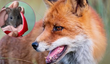 Lis wdarł się do zoo. Sforsował szykany i pozabijał zwierzęta