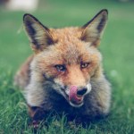 Lis z Anglii przepłynął Atlantyk. Pasażer na gapę trafił do zoo