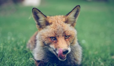 Lis z Anglii przepłynął Atlantyk. Pasażer na gapę trafił do zoo