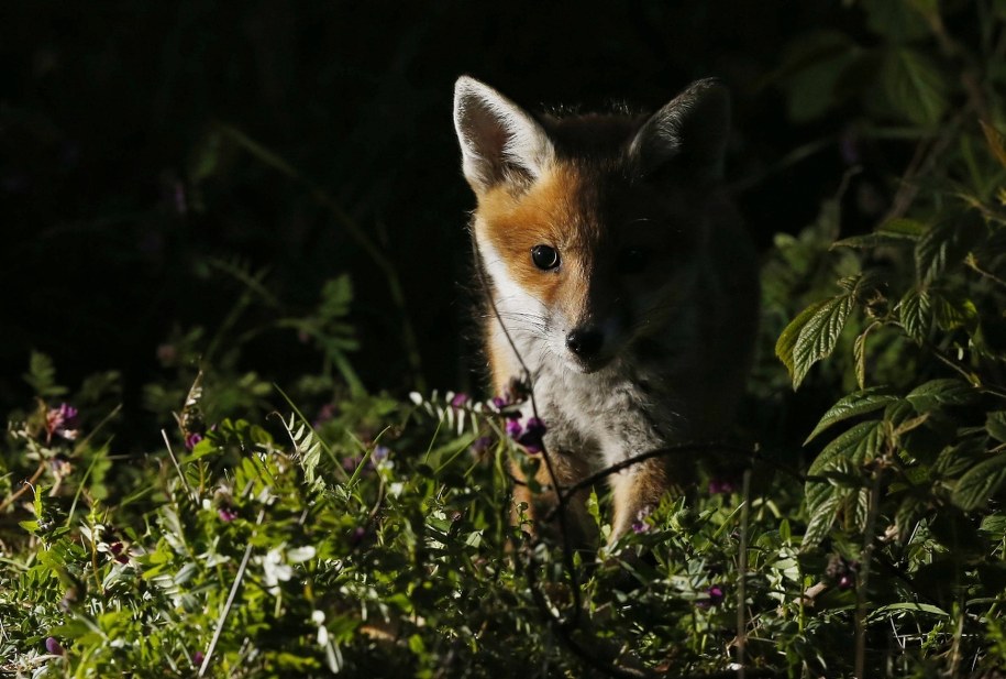 Lis /Owen Humphreys /PAP/EPA