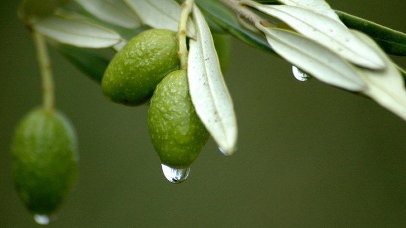 liść oliwny /© Photogenica