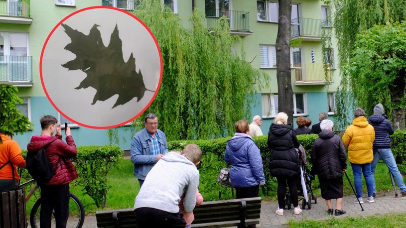 Liść z drzewa w Parczewie został sprzedany za 720 zł /Agencja SE/East News, Adam Kościańczuk/Facebook /
