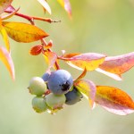 Liście borówki amerykańskiej czerwienieją? Zrób to, nim stracisz plony