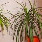 Dracena Liście draceny schną i opadają? To nie wina braku wody