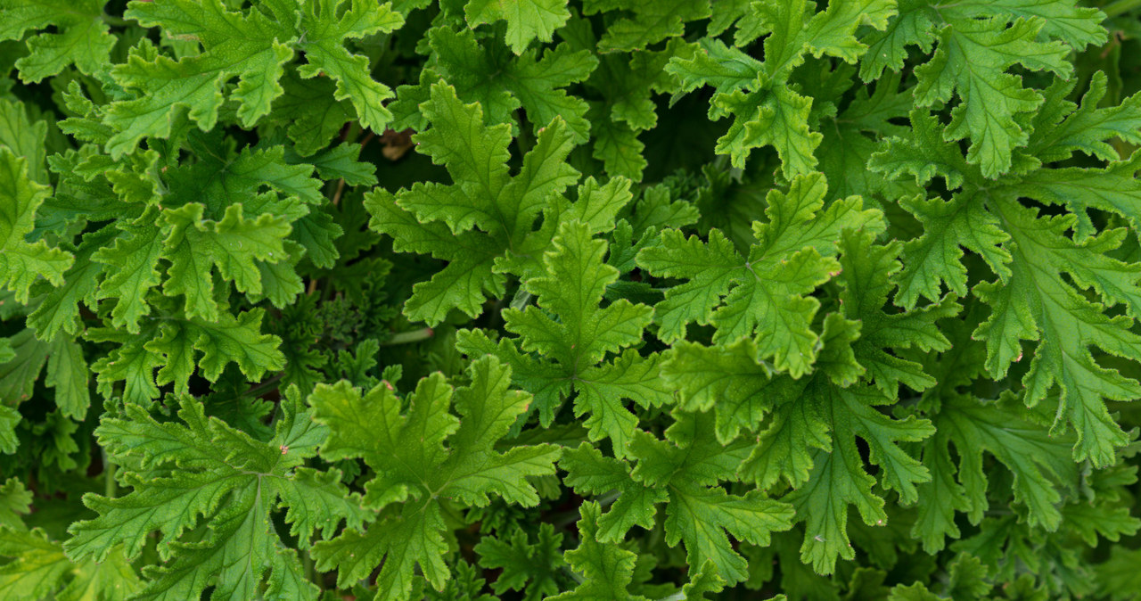 Liście geranium są pokryte włoskami, w których znajdują się gruczoły wydzielające olejki eteryczne o cytrynowym zapachu /123RF/PICSEL