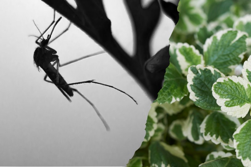 Liście komarzycy wydzielają zapach, który skutecznie odstrasza komary /123RF/PICSEL