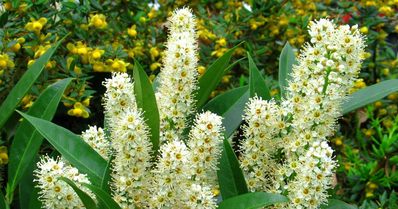 Liście laurowiśni brązowieją? Powodów może być kilka /Jerzy Romanowski /East News