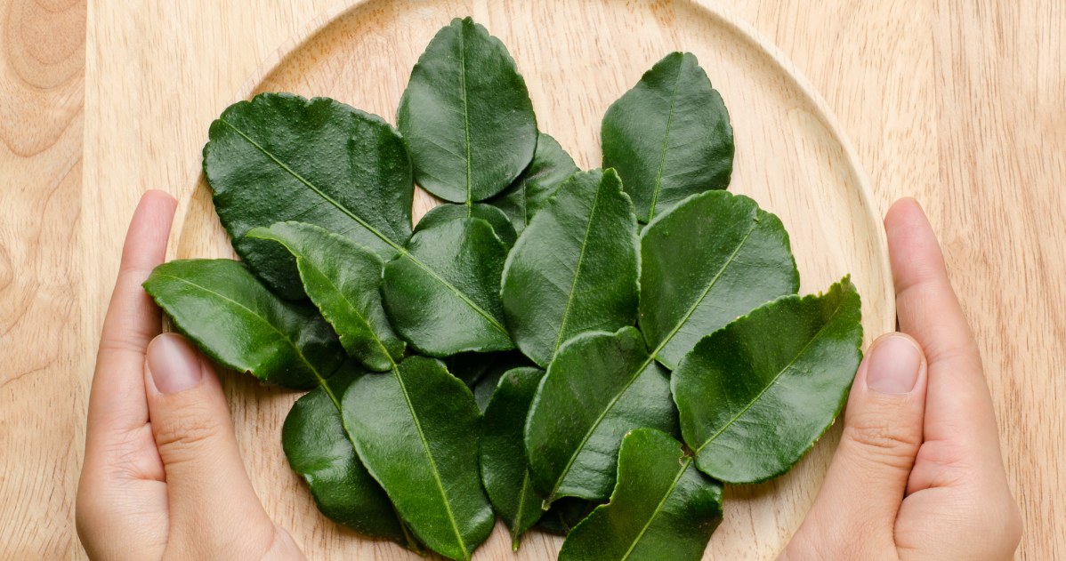 Liście limonki kaffir są lubiane i cenione ze względu na niezwykły smak i aromat, który odczarowuje dania /123RF/PICSEL