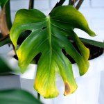 Liście monstery żółkną? Najpewniej popełniasz ten popularny błąd