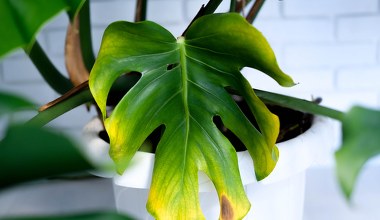 Liście monstery żółkną? Najpewniej popełniasz ten popularny błąd