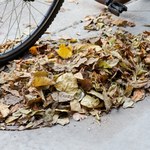 Liście na chodnikach. Kto musi je sprzątać? Można zapłacić sporą karę
