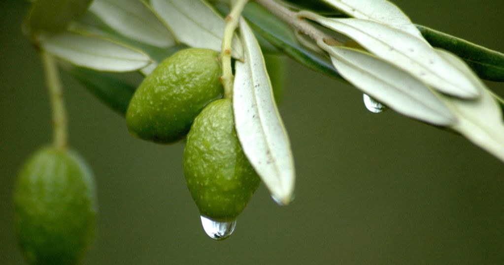 liście oliwne /© Photogenica