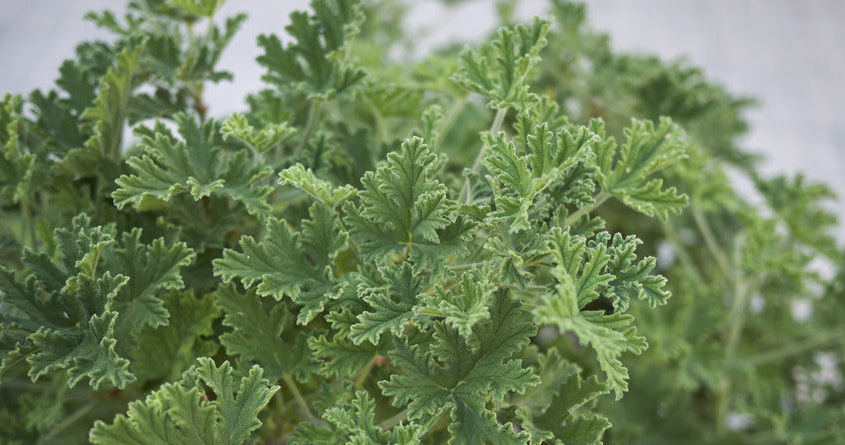 Liście pelargonii pachnącej zawierają mnóstwo olejków eterycznych /123RF/PICSEL