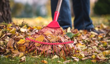 Liście z drzew sąsiada lecą na twoją działkę? Sprawdź, co możesz zrobić