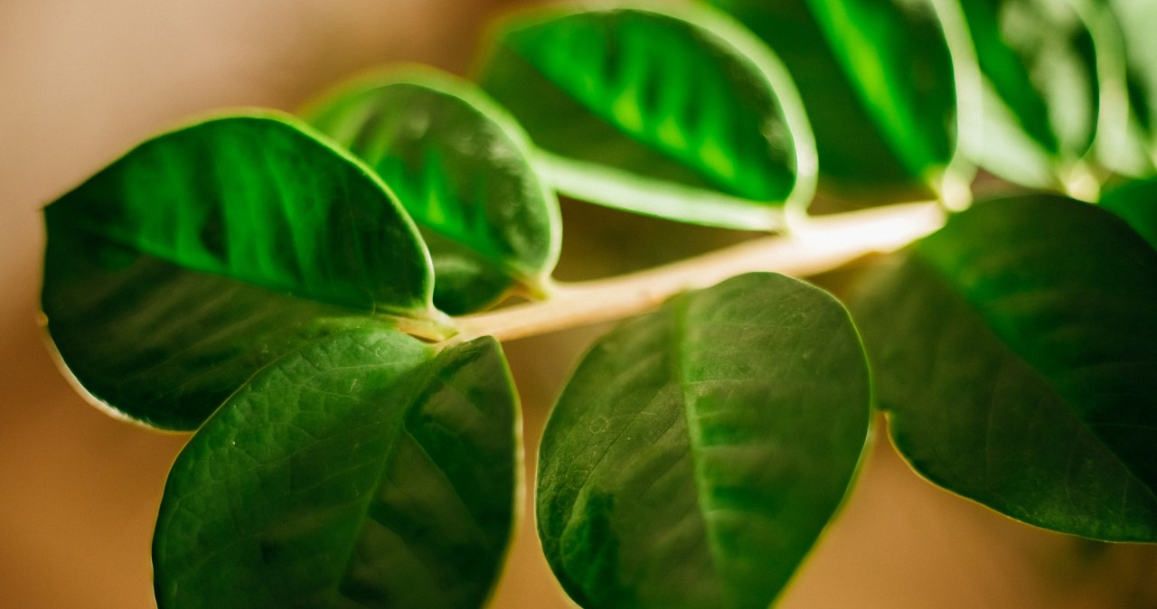 Liście zamiokulkasa często żółkną w okresie zimowym