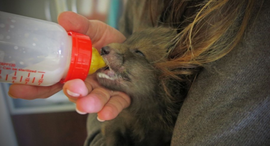 Lisek ma teraz ok. 2 tygodni /Aneta Łuczkowska (RMF FM) /RMF FM