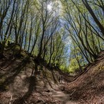 Lisi Jar to wyjątkowa atrakcja nad Bałtykiem. Koniecznie ją odwiedź 