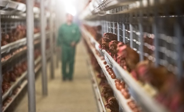 Listerioza w mięsie w Holandii i Belgii. Nie żyją trzy osoby 