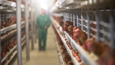 Listerioza w mięsie w Holandii i Belgii. Nie żyją trzy osoby 