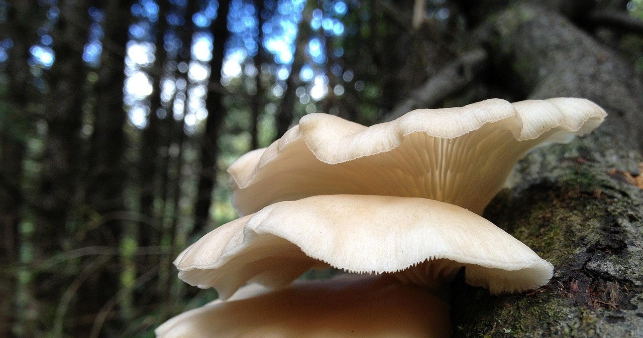 Листопад - це сезон глив. Приготуйте ці гриби в трав'яному соусі /pixabay.com