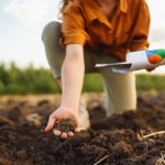 warzywa sadzenie Listopad to ostatni moment na jesienne sadzenie warzyw