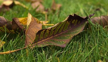 Листя волоського горіха опадає? Простий трюк, який принесе користь вашому саду