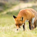 ​Lisy pogryzły turystów w Bieszczadach. Władze parku ostrzegają