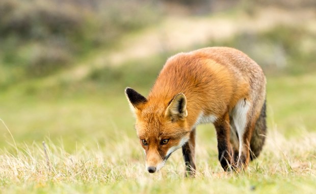 ​Lisy pogryzły turystów w Bieszczadach. Władze parku ostrzegają