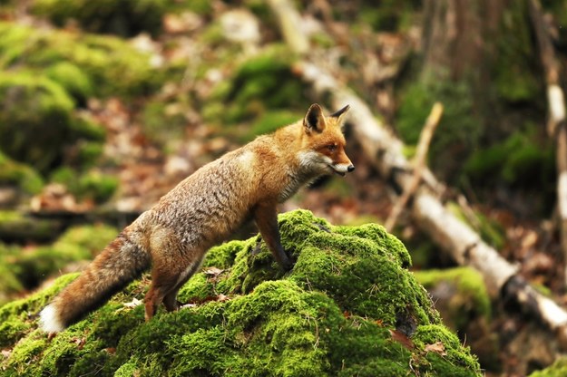 Lisy są bardzo podatne na zakażenie wirusem wścieklizny /Shutterstock