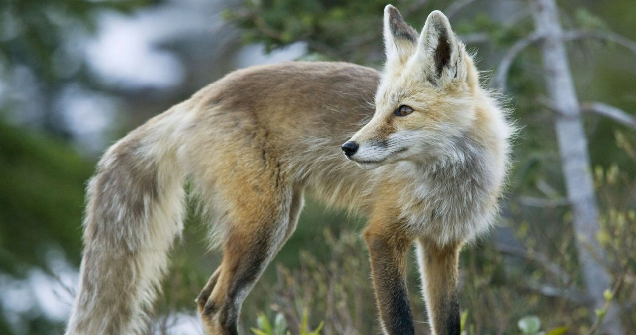 Lisy srebrne należą do rodziny psowatych (Canidae) i są blisko spokrewnione z wilkami /Bob Gibbons / ardea.com /East News