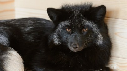 Lisy uratowane z ferm futrzarskich trafiły do poznańskiego zoo