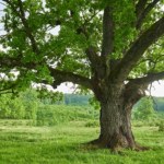 Litewski dąb najpiękniejszym drzewem w Europie. Polski wiąz na podium konkursu