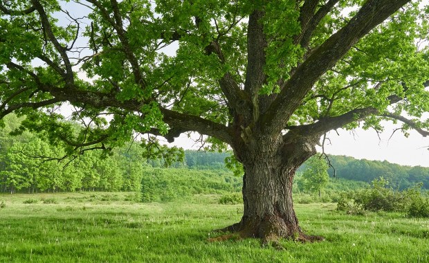 Litewski dąb najpiękniejszym drzewem w Europie. Polski wiąz na podium konkursu
