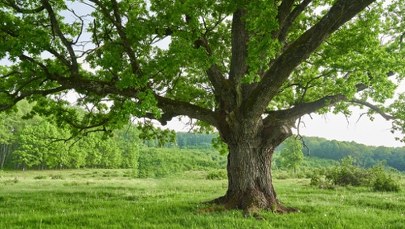 Litewski dąb najpiękniejszym drzewem w Europie. Polski wiąz na podium konkursu