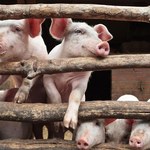 Litwa zaostrza kontrolę wieprzowiny z Polski