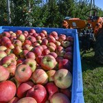 Litwini zarabiają na polskich jabłkach. Niespodziewany efekt zamkniętej granicy