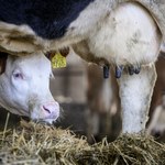 Lobby mięsne opóźnia unijny zakaz hodowli klatkowej. Chciano wpłynąć na komisarzy KE
