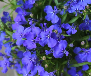 Lobelia: Co zrobić, by pięknie i bujnie zakwitła?