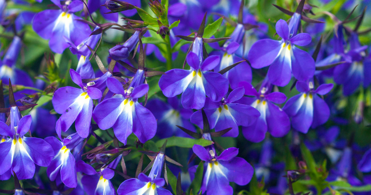 Lobelia /123RF/PICSEL