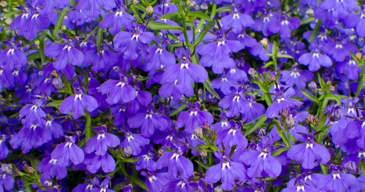 Lobelia /123RF/PICSEL