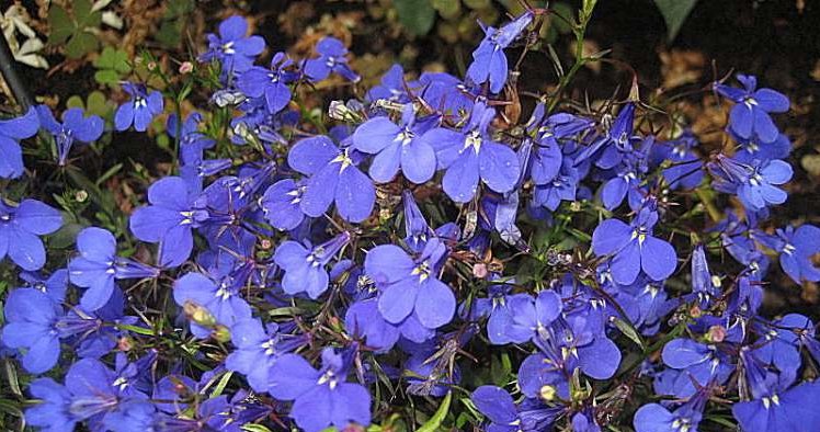 lobelia /© Photogenica