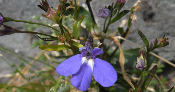 lobelia /© Photogenica