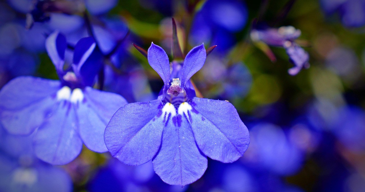 Лобелія - декоративна трав’яниста рослина, відома своїм рясним і тривалим цвітінням /pixabay.com
