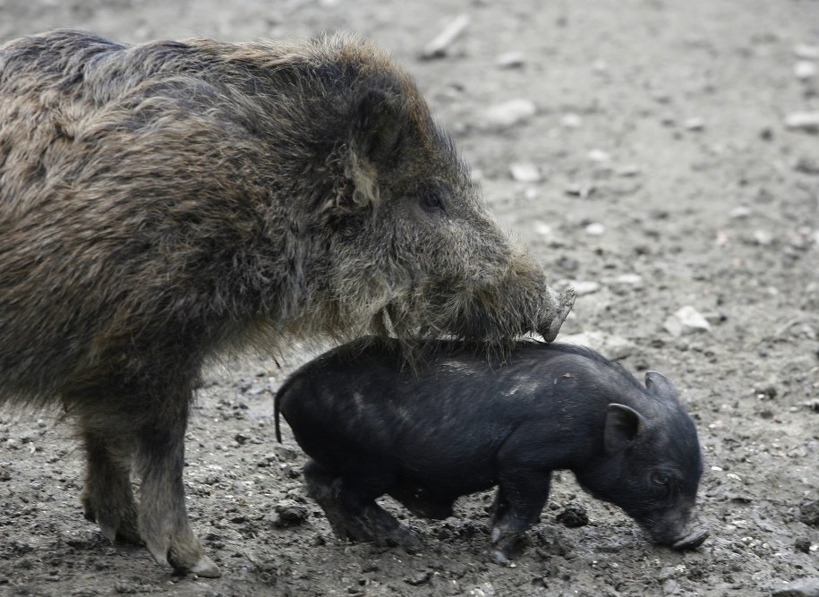 Locha była wcześniej widywana w okolicy z warchlakami /Andrzej Grygiel /PAP