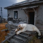 Lód się topi, a niedźwiedź polarny się zmienia. Nawet dieta jest inna